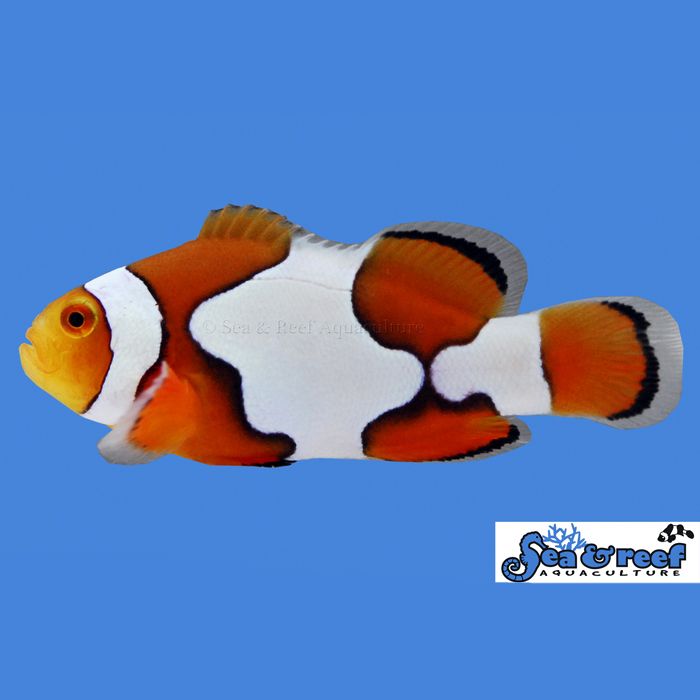 Sea & Reef Picasso Clownfish