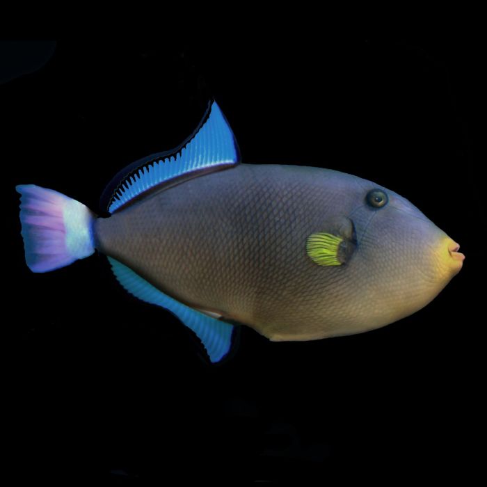 Pinktail Trigger Fish, Melichthys vidua