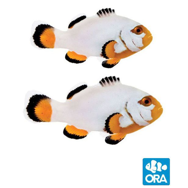 ORA Platinum Clownfish Pair (Amphiprion percula)