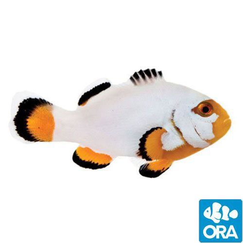 ORA Platinum Clownfish (Amphiprion percula)