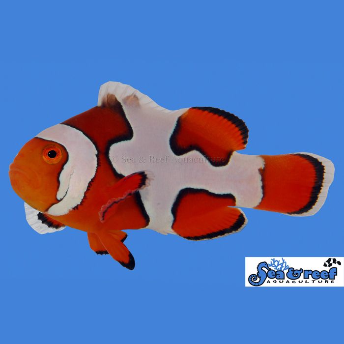 Sea & Reef Premium Picasso Clownfish