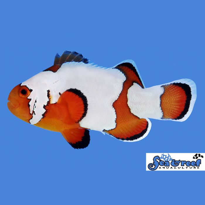 Premium Snowflake Ocellaris Clownfish
