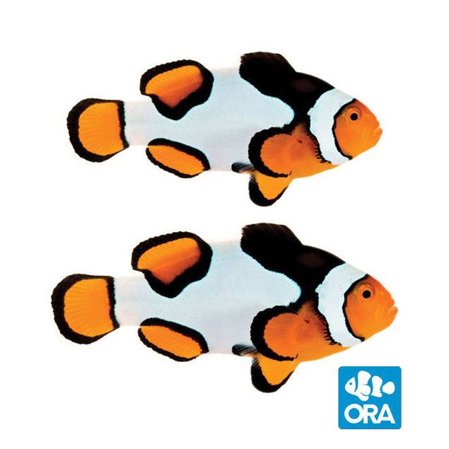 ORA Premium Picasso Clownfish Pair (Amphiprion percula)