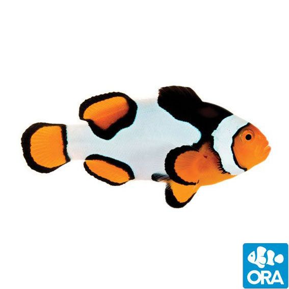 ORA Premium Picasso Clownfish (Amphiprion percula)