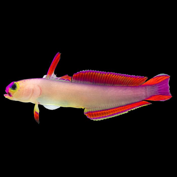 Purple Firefish, Nemateleotris decora