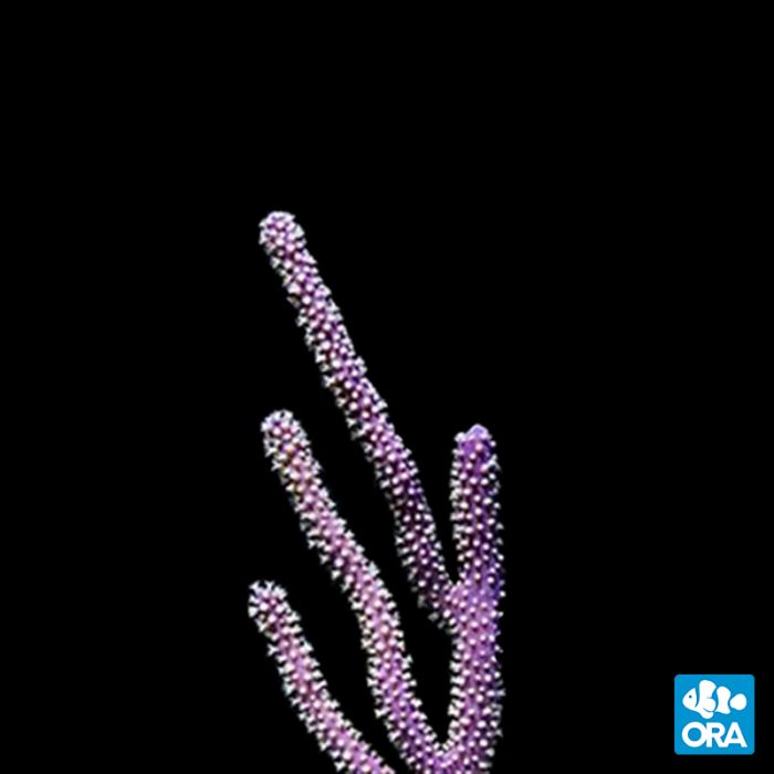 ORA Aquacultured Purple Gorgonian
