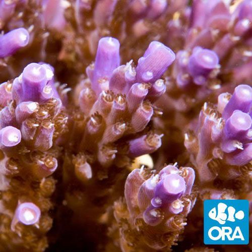 ORA Aquacultured Purple Nana (Acropora sp.)