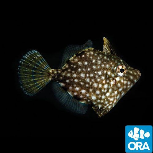 ORA Captive Bred Pygmy Filefish (Rudarius ercodes)