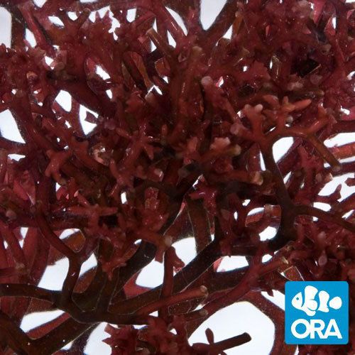 ORA Aquacultured Red Gracilaria