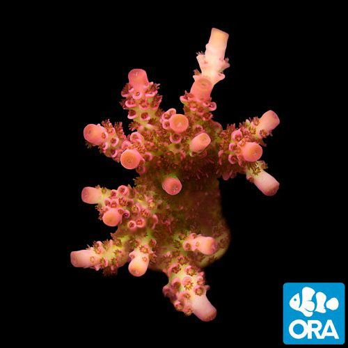 ORA Aquacultured Red Planet (Acropora sp.)