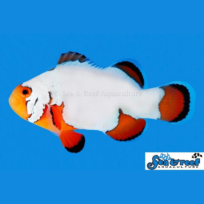 Ultra Snowflake Clownfish