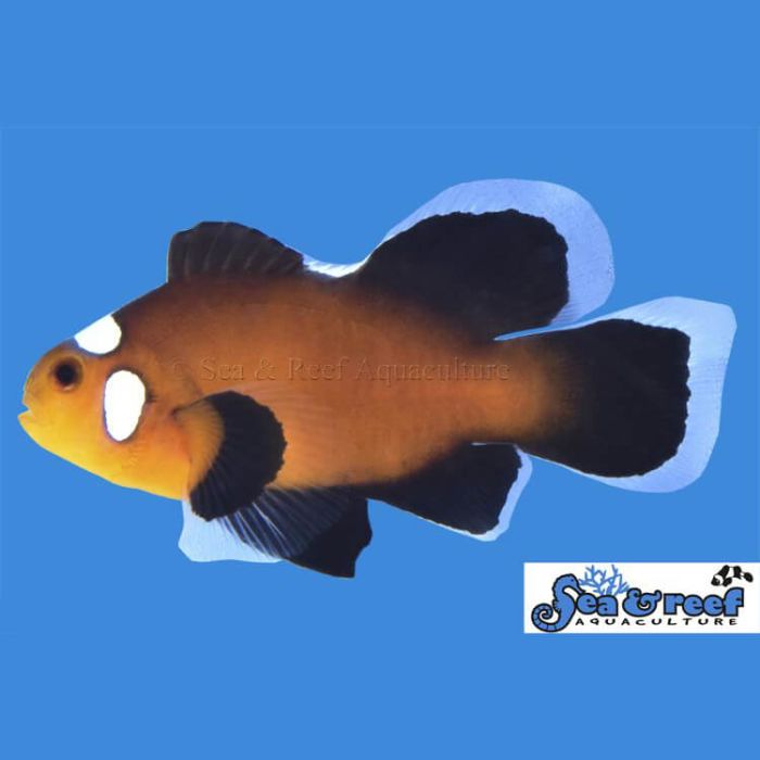 Longfin Domino Clownfish 
