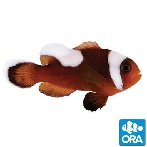 ORA Saddleback Clownfish (Amphiprion polymnus)