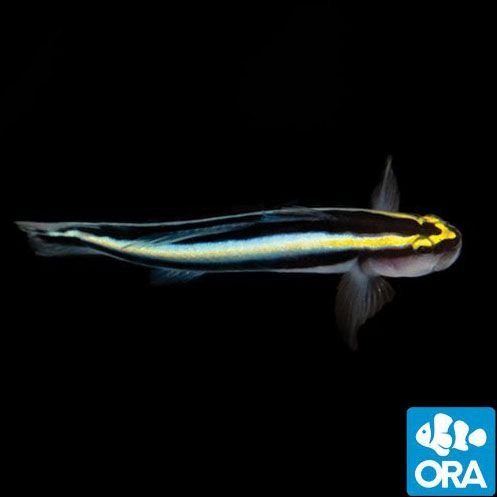 ORA Captive Bred Sharknose (Elacatinus evelynae)