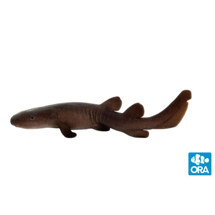 ORA Short Tail Nurse Shark (Pseudoginglymostoma brevicaudatum)