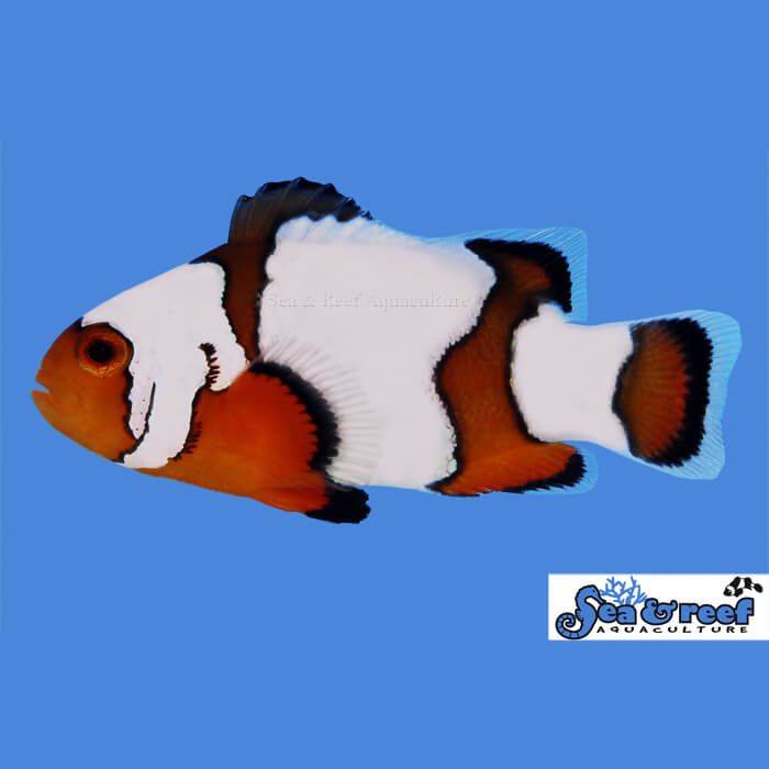 Sea & Reef Snowflake Ocellaris Clownfish