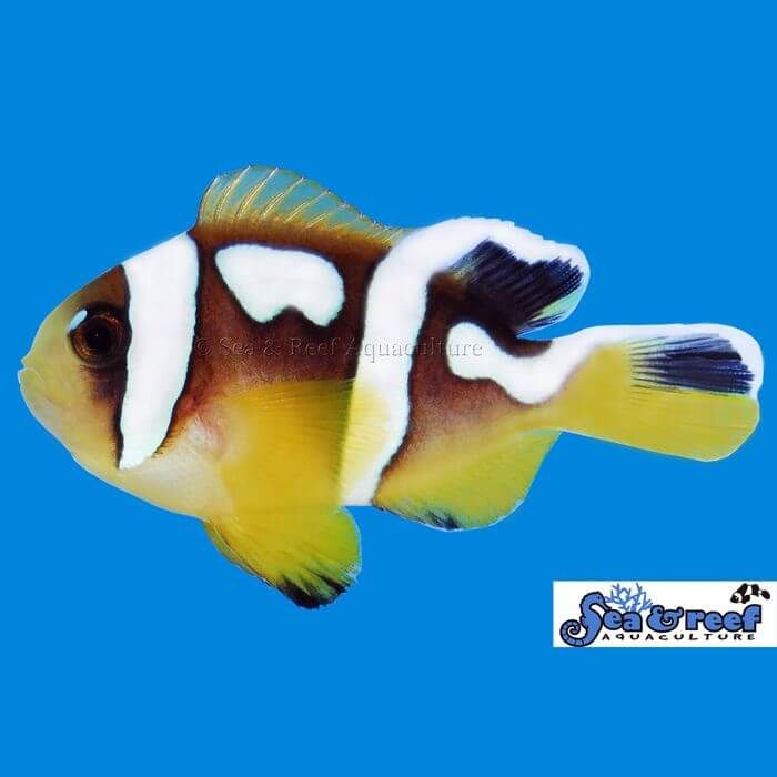 Sea & Reef Spotcinctus Clownfish