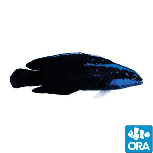 ORA Captive Bred Springer’s (Pseudochromis springeri)