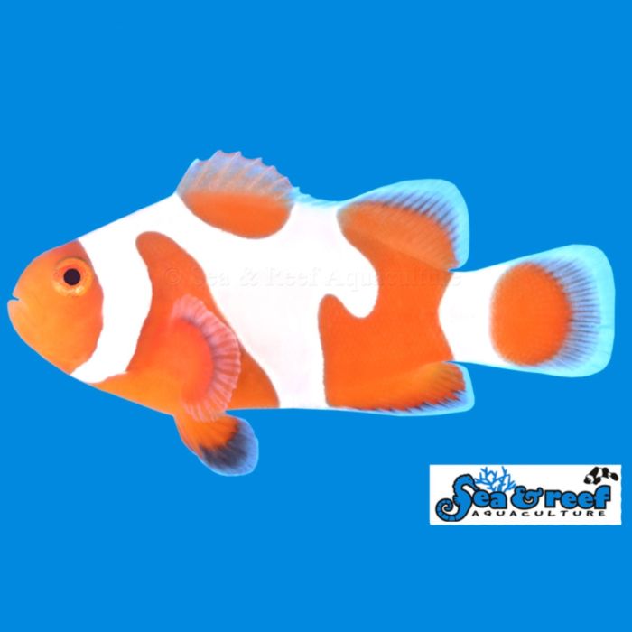 Sea & Reef Tangerine Albino DaVinci Grade A Clownfish
