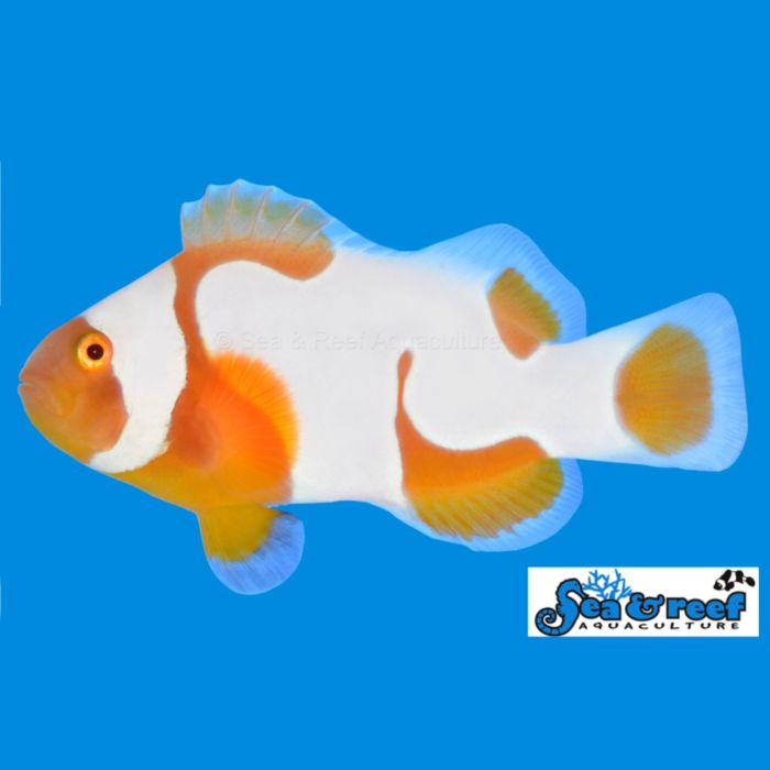 Sea & Reef Tangerine Albino Picasso Clownfish - Grade A