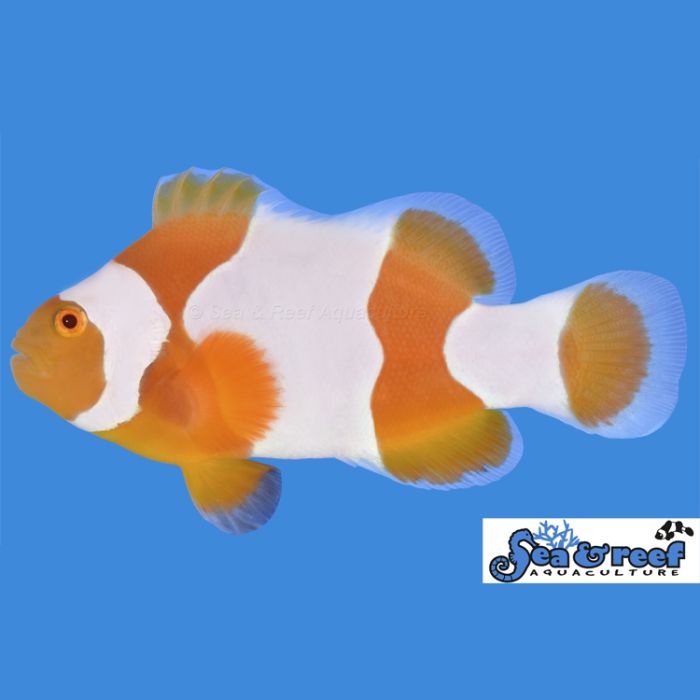 Sea & Reef Tangerine Albino Percules Clownfish.
