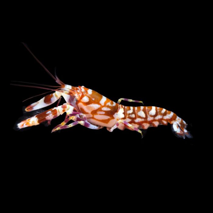 Tiger Pistol Shrimp, Alpheus bellulus