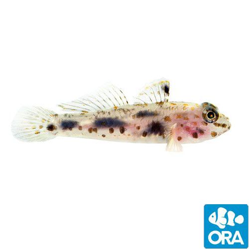 ORA Captive Bred Transparent Cave Goby