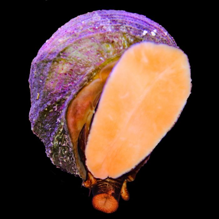 Mexican Turbo Snail, Large (Turob Fluctuosa)