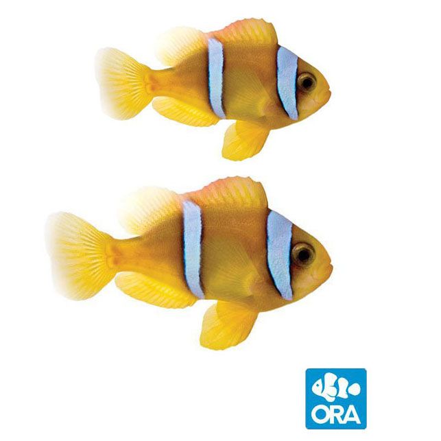 Red Sea Captive Bred Two-Band Pair