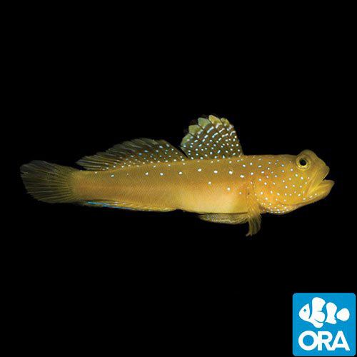 ORA Captive Bred Yellow Watchman Goby