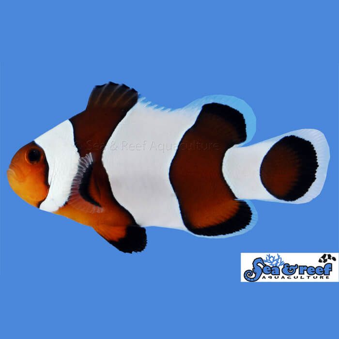 Sea & Reef Wide Bar Mocha Gladiator Clownfish
