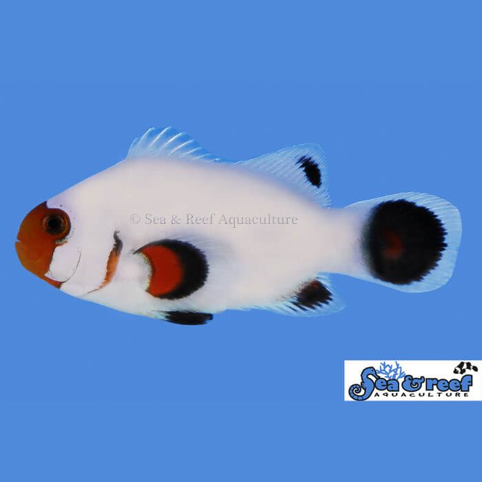 Sea & Reef Wyoming White Clownfish