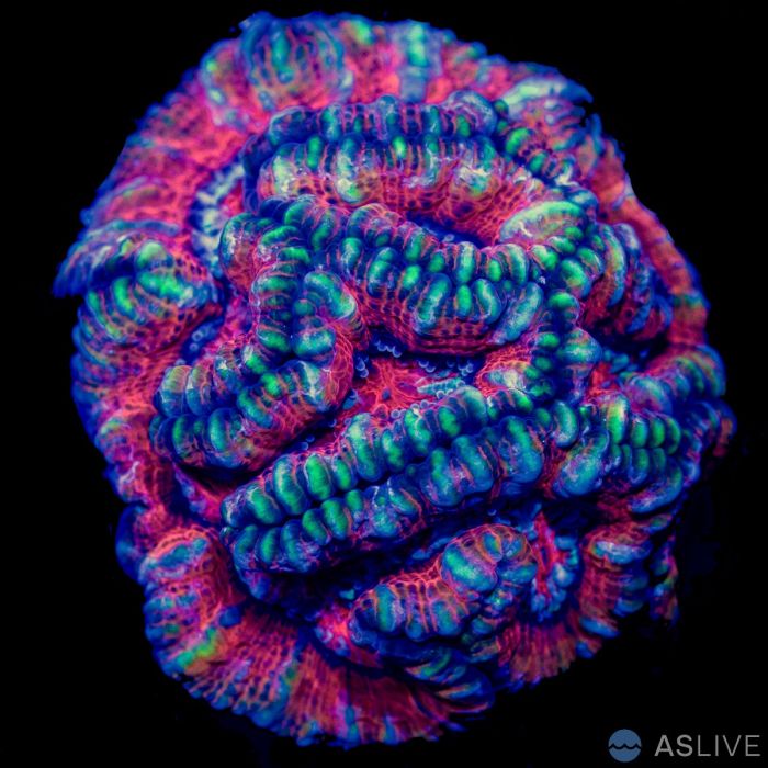 Ultra Symphyllia Wilsoni Coral 1 WYSIWYG
