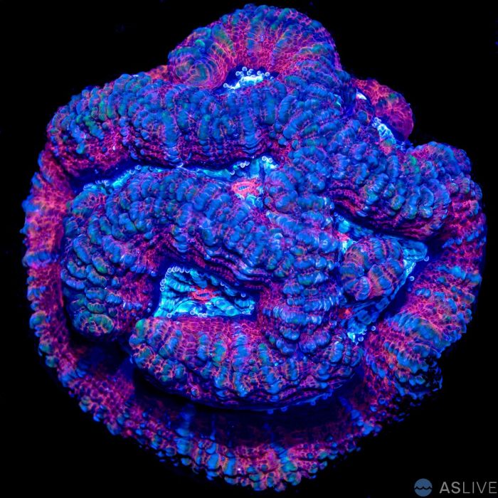 Ultra Symphyllia Wilsoni Coral 3 WYSIWYG