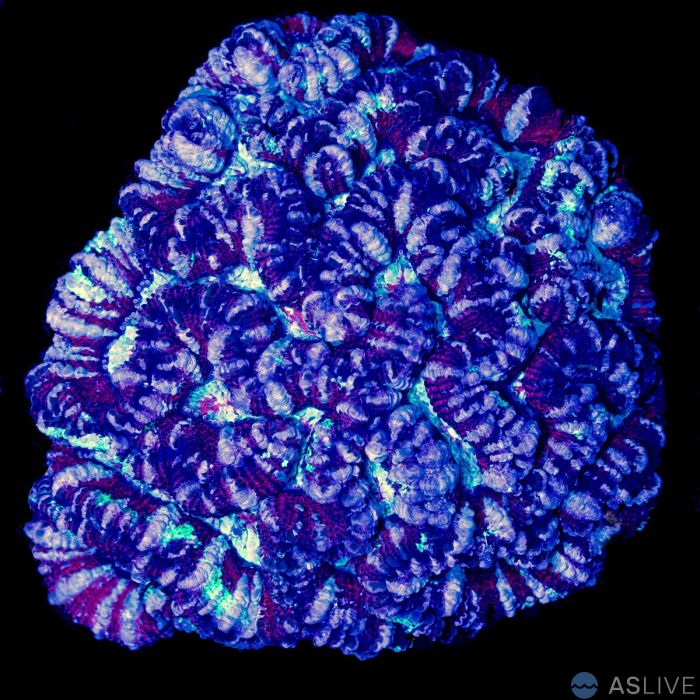 Ultra Symphyllia Wilsoni Coral 4 WYSIWYG