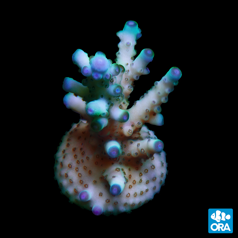koroneアクアテラリウム ORA Aquacultured Skyline Acropora Granulosa