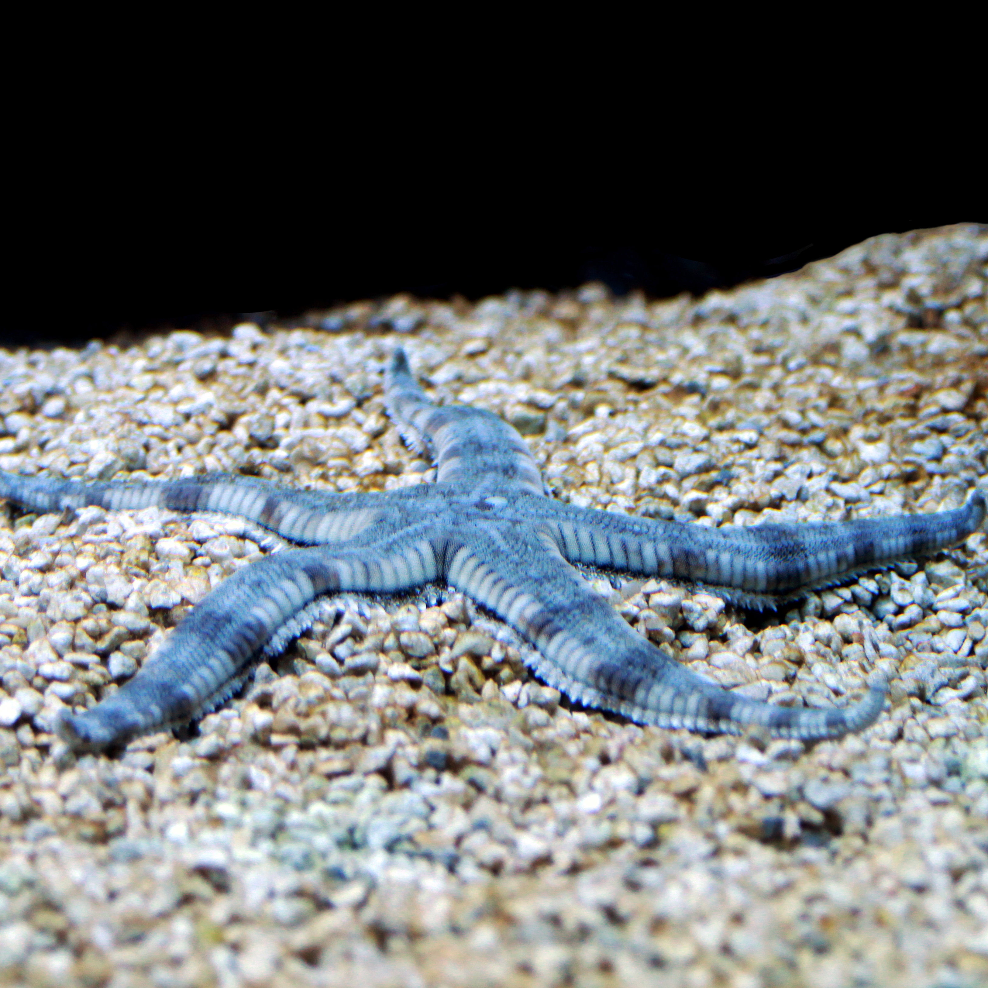 The Beneficial White Sand Sifting Starfish (Archaster typicus)