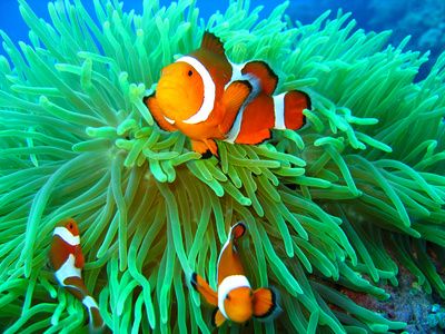 How to Acclimate Clownfish to Anemones