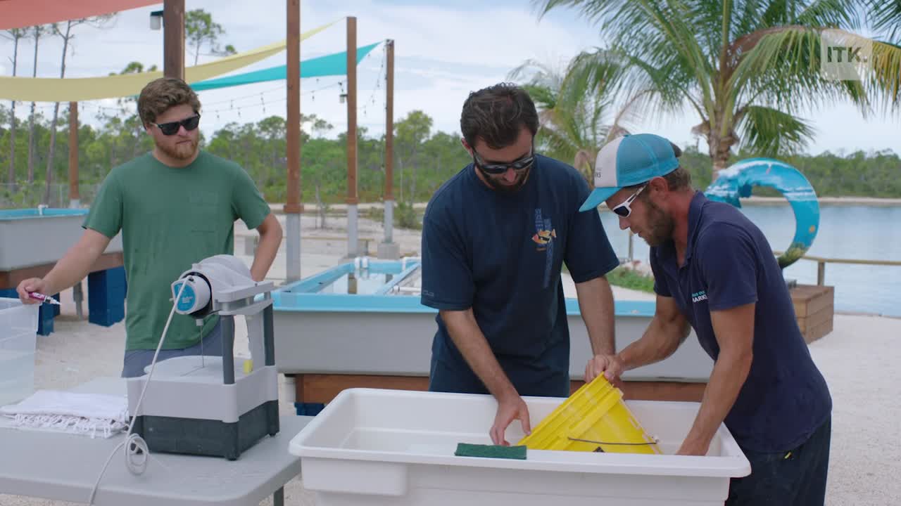 Coral Vita’s Coral Restoration Project in the Bahamas: A Lifeline for Coral Reefs and How You Can Help
