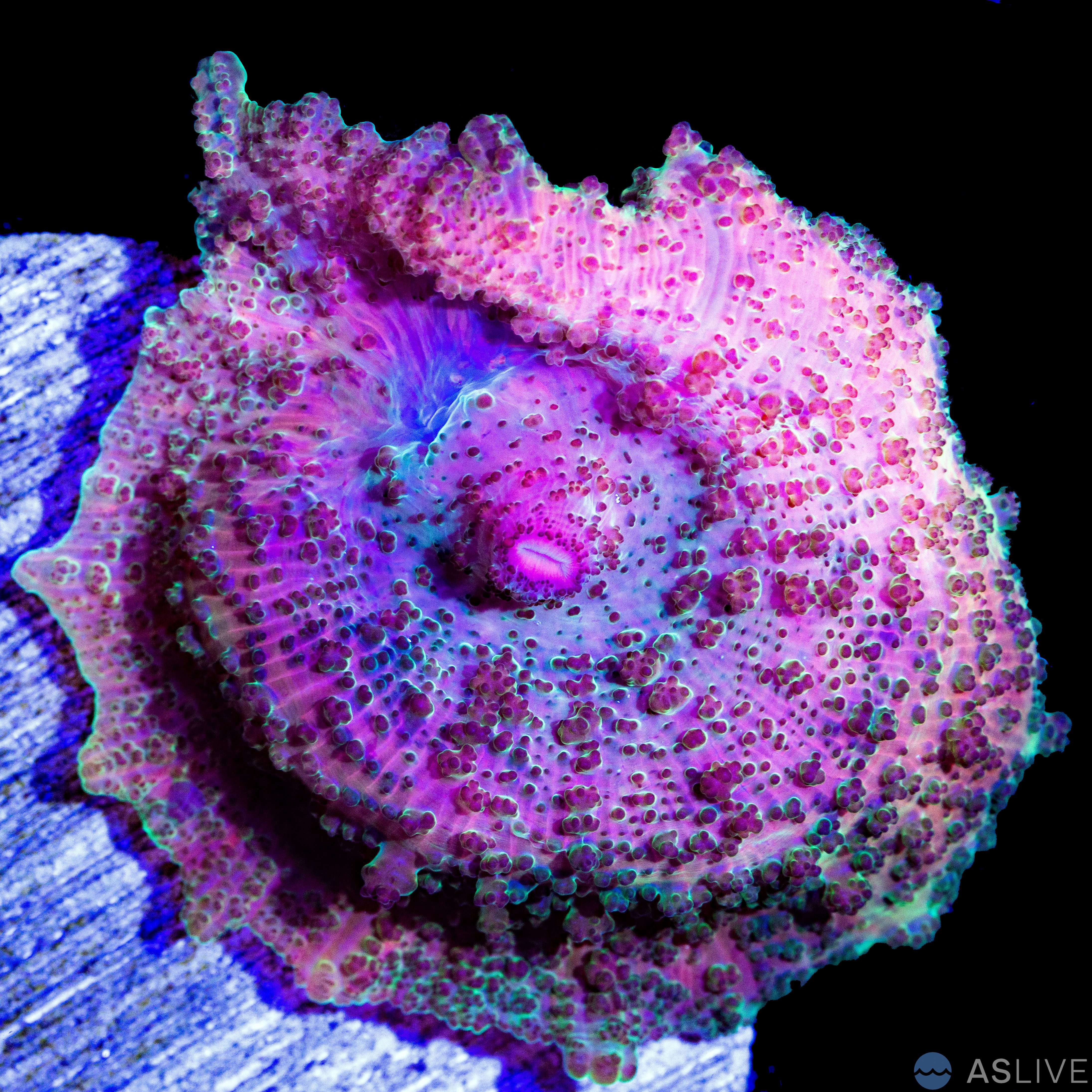 Neglecta Mushroom Corals: The Umbrella Mushrooms of the Reef Aquarium