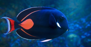 Top Saltwater Fishes For Advanced Hobbyists