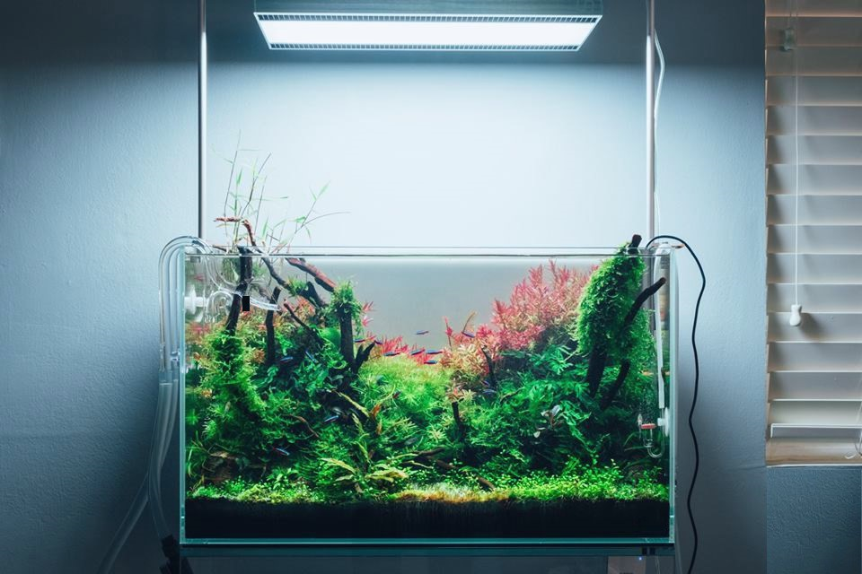 Simple Techniques to Keep Your Aquarium Cool During Hot Weather