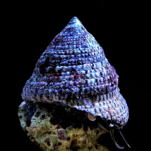 The Astraea Snail (Astraea tecta): A Valuable Addition to Your Saltwater Aquarium