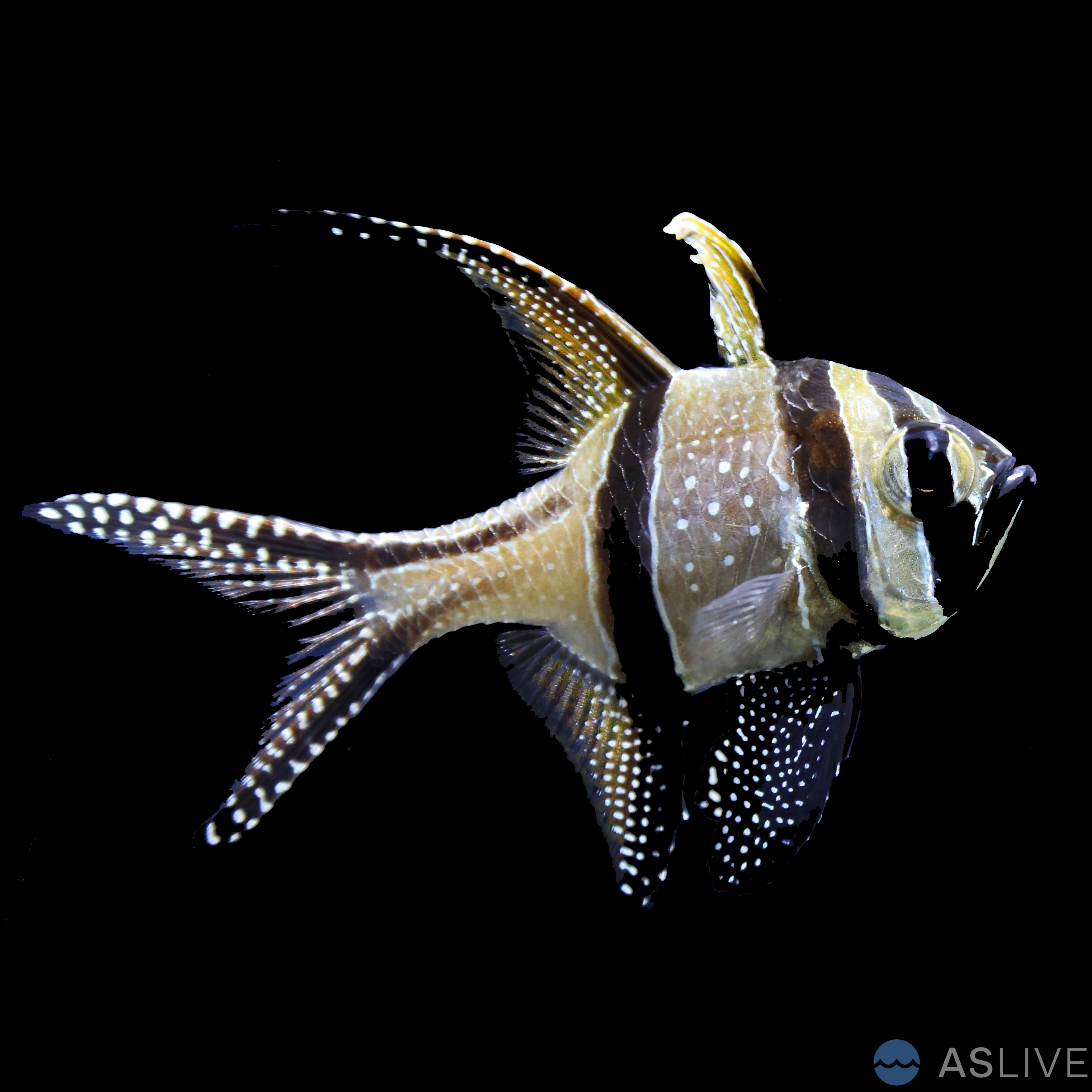 Banggai Cardinalfish (Pterapogon kauderni): A Comprehensive Overview