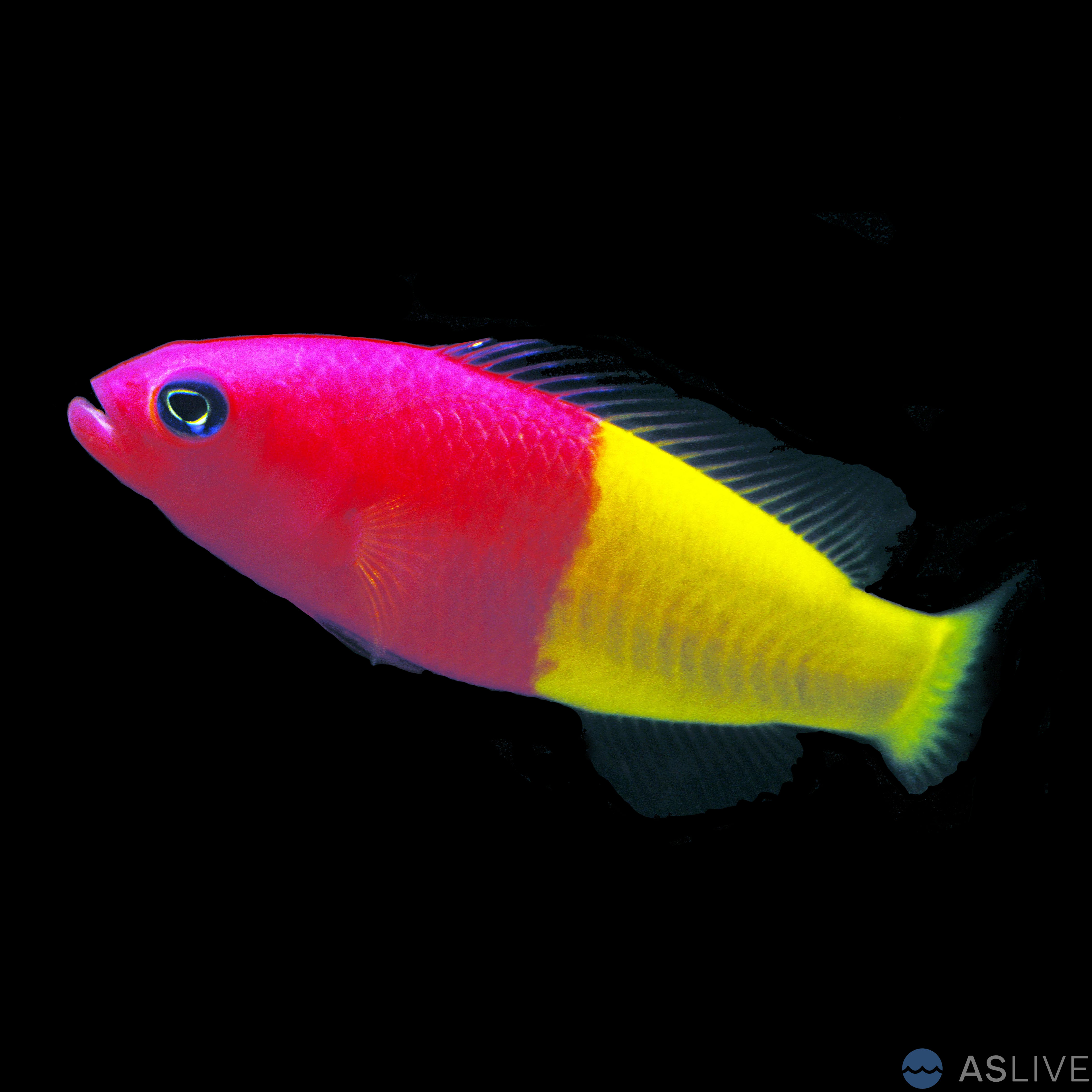 The Vibrant World of Dottyback Species in the Aquarium Hobby