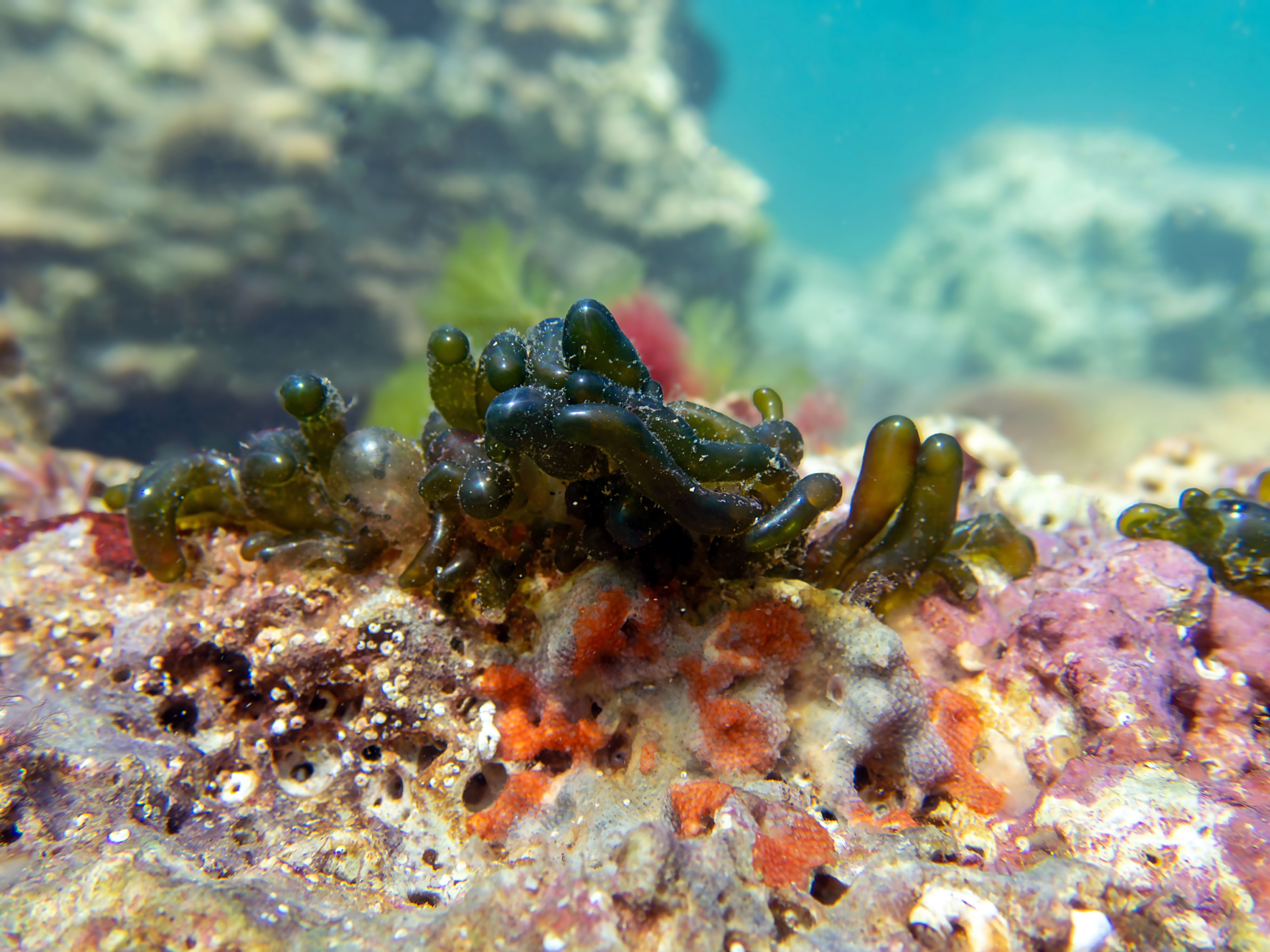 How to Remove and Treat Algae Problems in a Reef Aquarium
