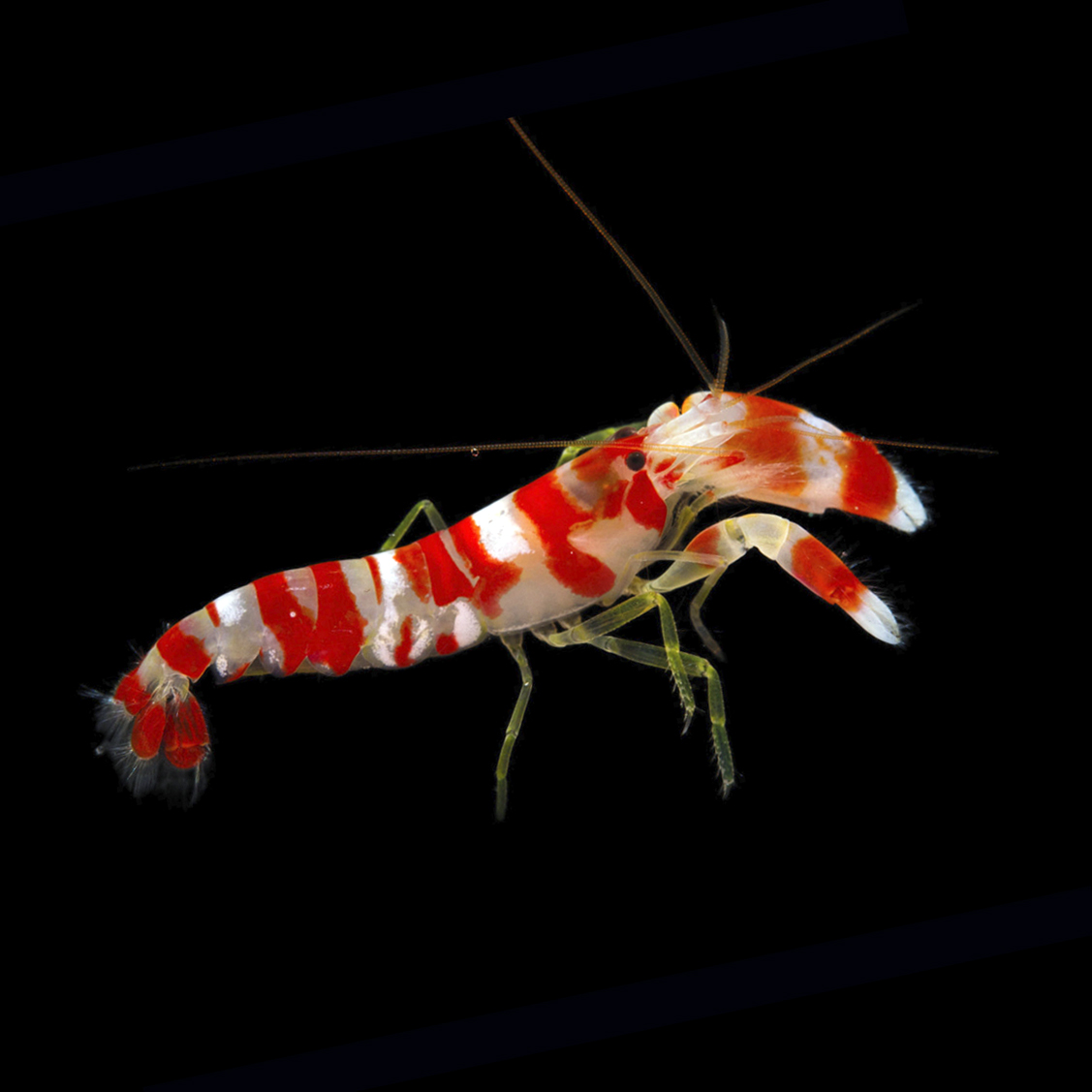 Candy Stripe Pistol Shrimp (Alpheus sp.)