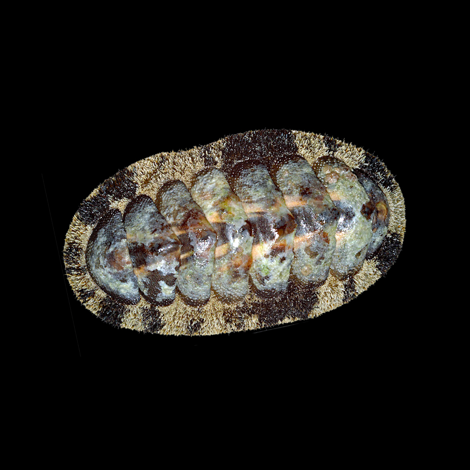 The Fuzzy Chiton: A Valuable Clean-Up Crew Addition to Your Aquarium