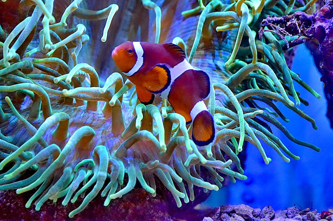 Clownfish aquarium clearance