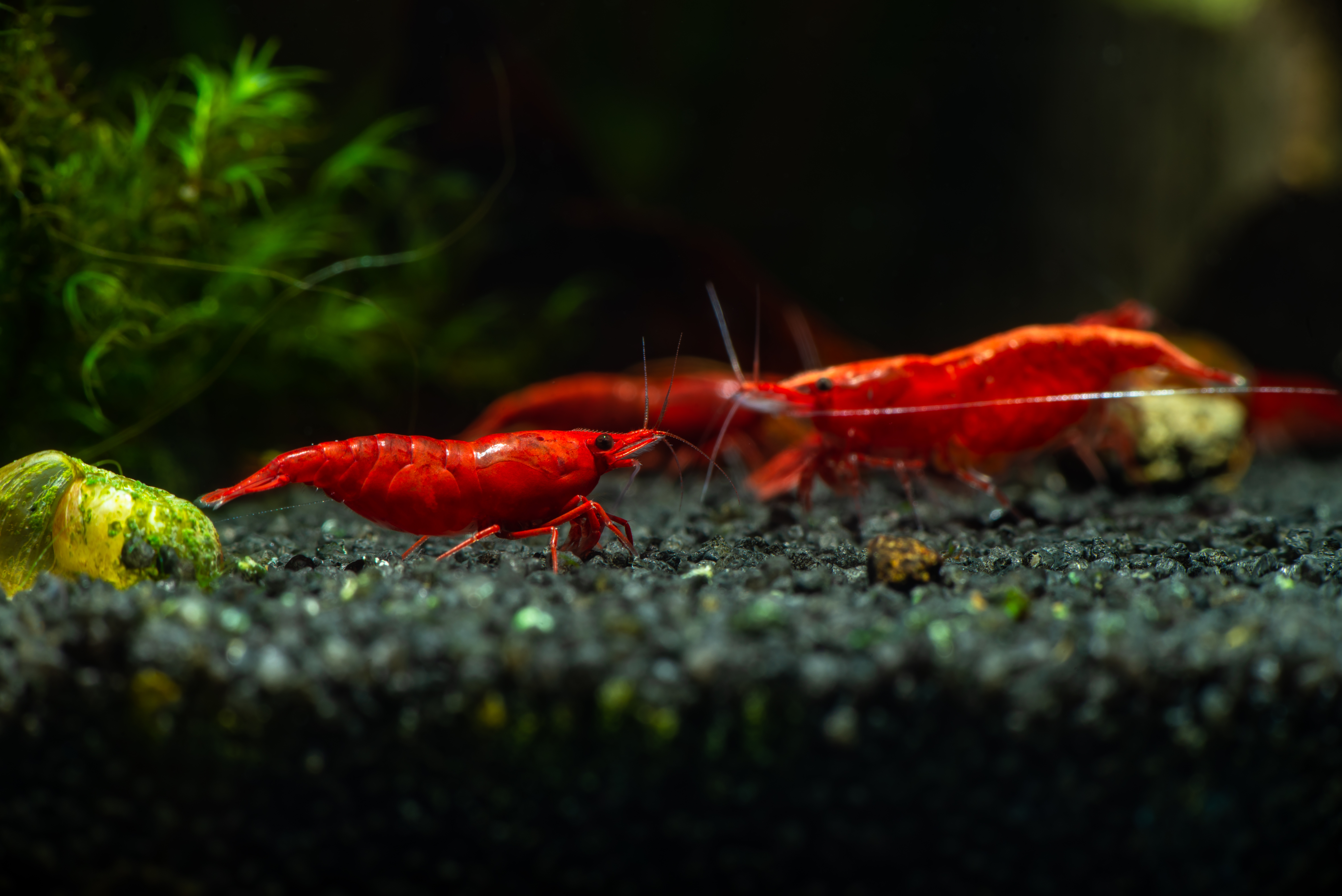 Cherry Red Shrimp: A Guide to Caring for Neocaridina davidi in Your Aquarium